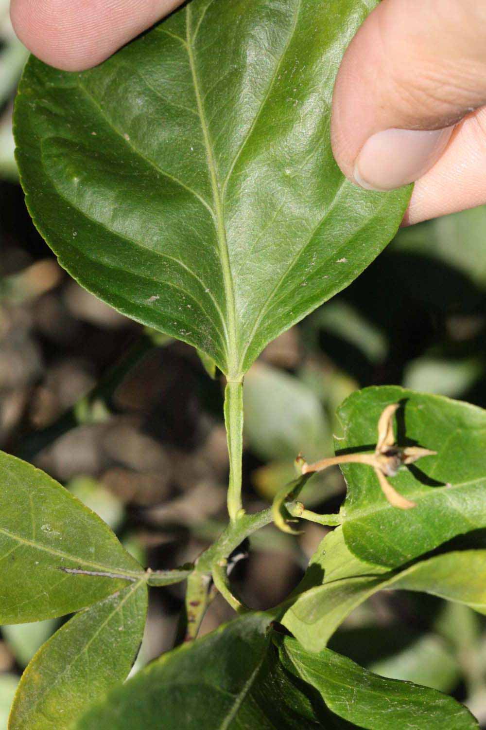              Petiole (Riverside, CA)       